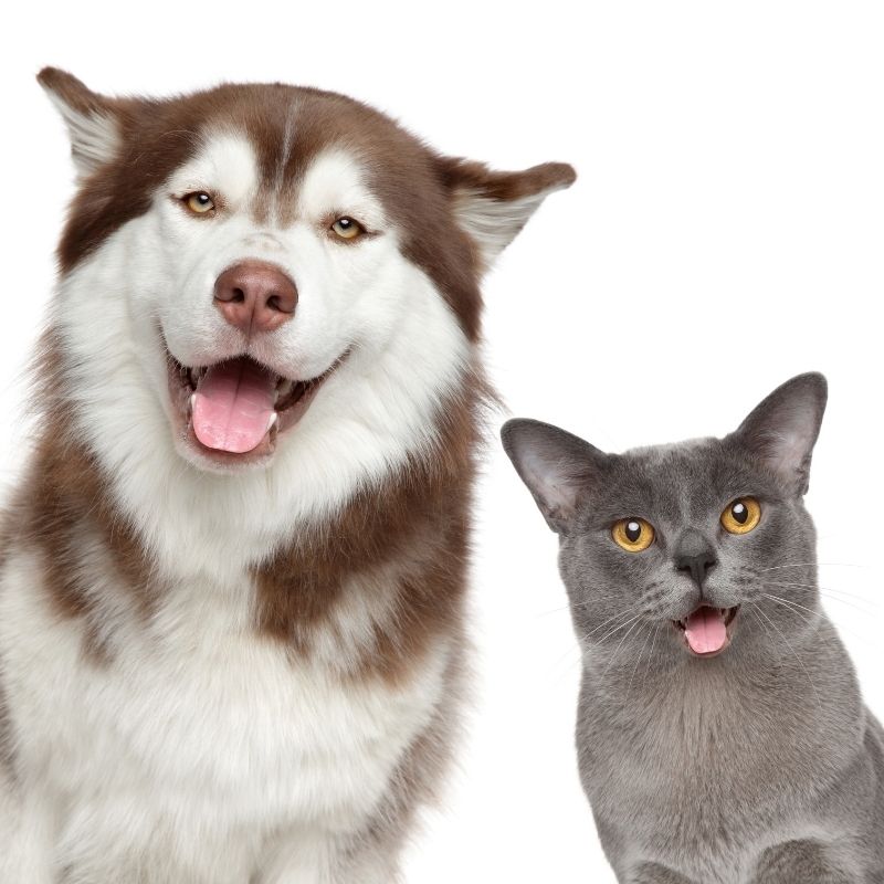 Tierversicherung Hund und Katze